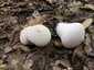Bimbós pöfeteg (Lycoperdon perlatum), Somogy